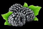 黑树莓 水果 野果 美味 酸甜