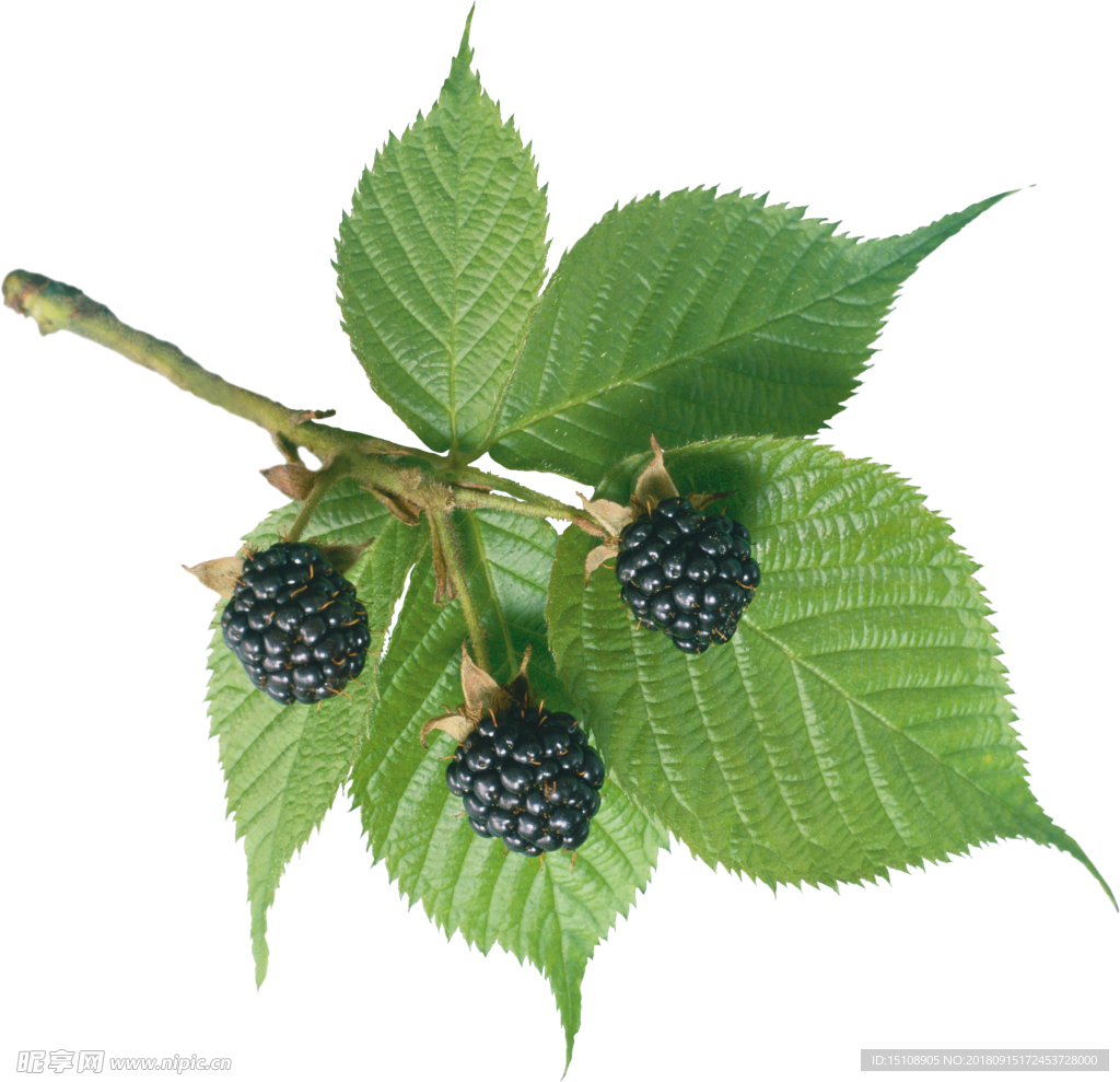 黑树莓 水果  野果  美味