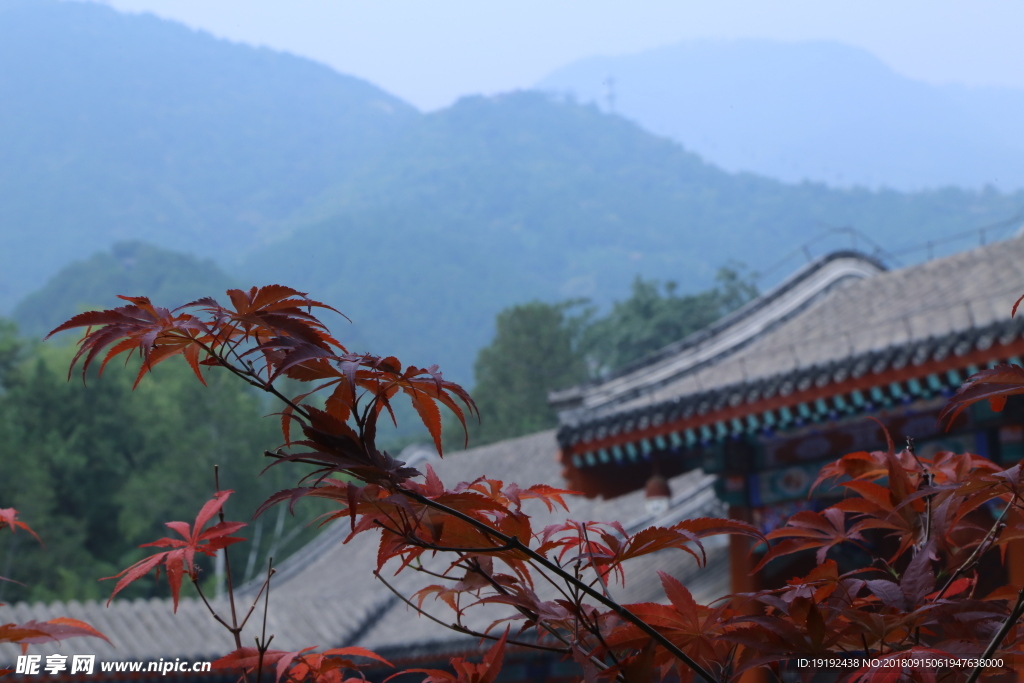 香山红枫美景