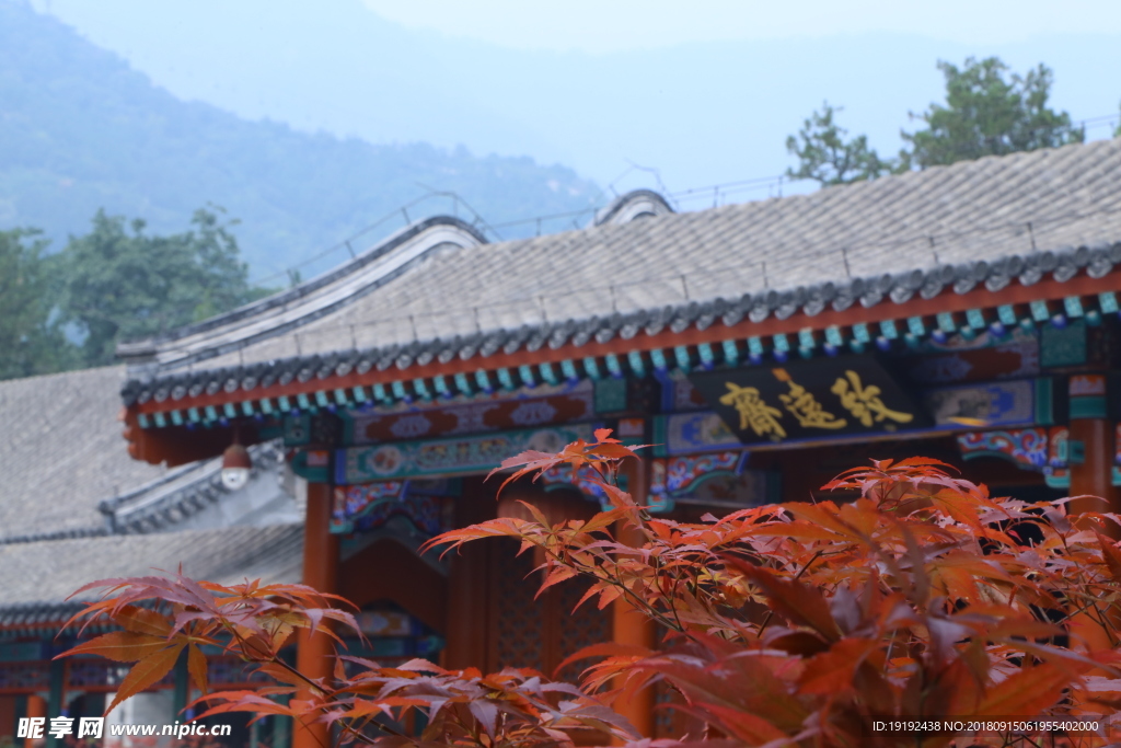 香山红枫美景