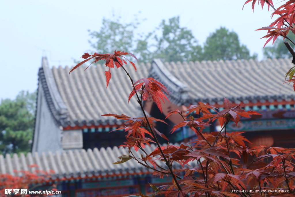 香山红枫美景