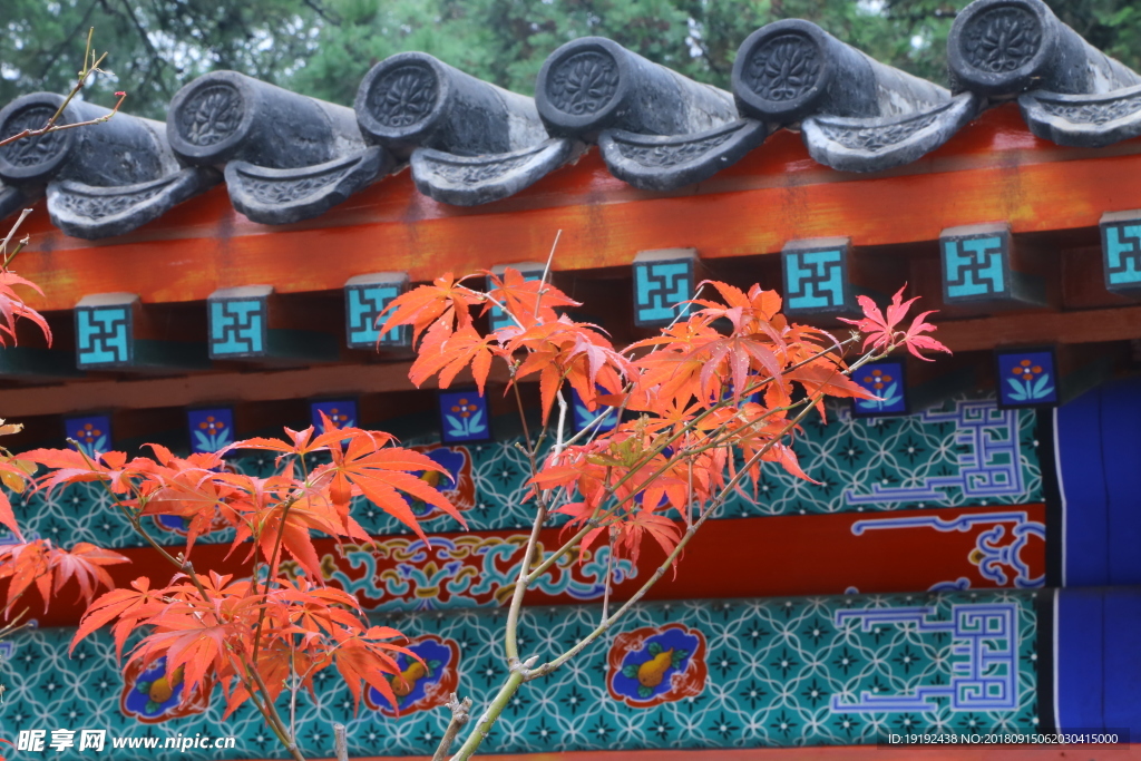 香山红枫美景