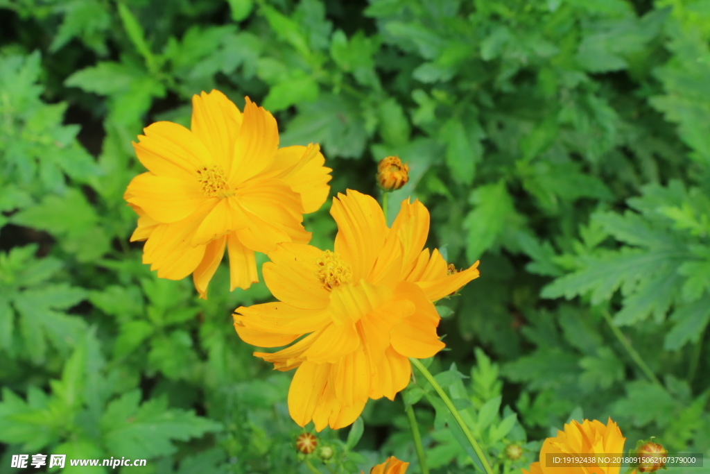 硫华菊