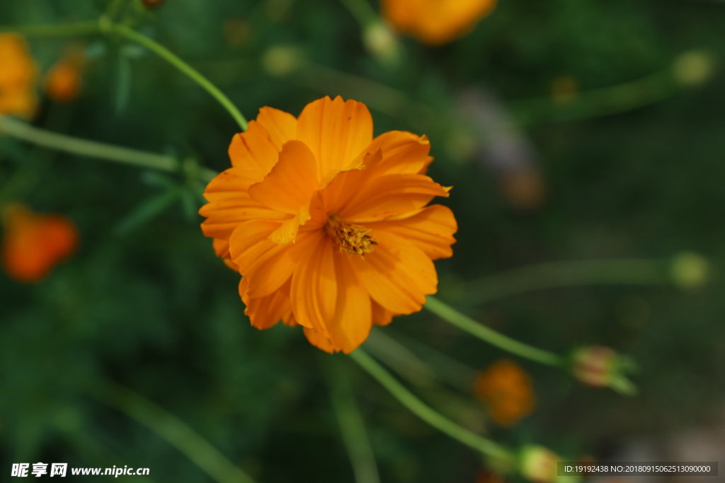硫华菊
