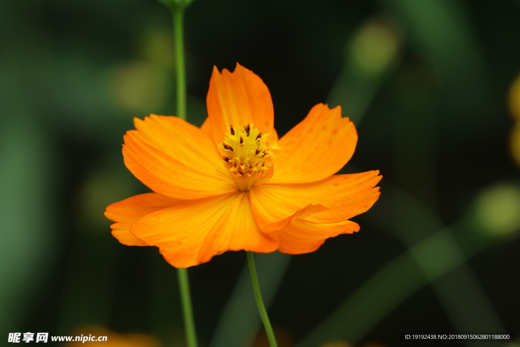 硫华菊