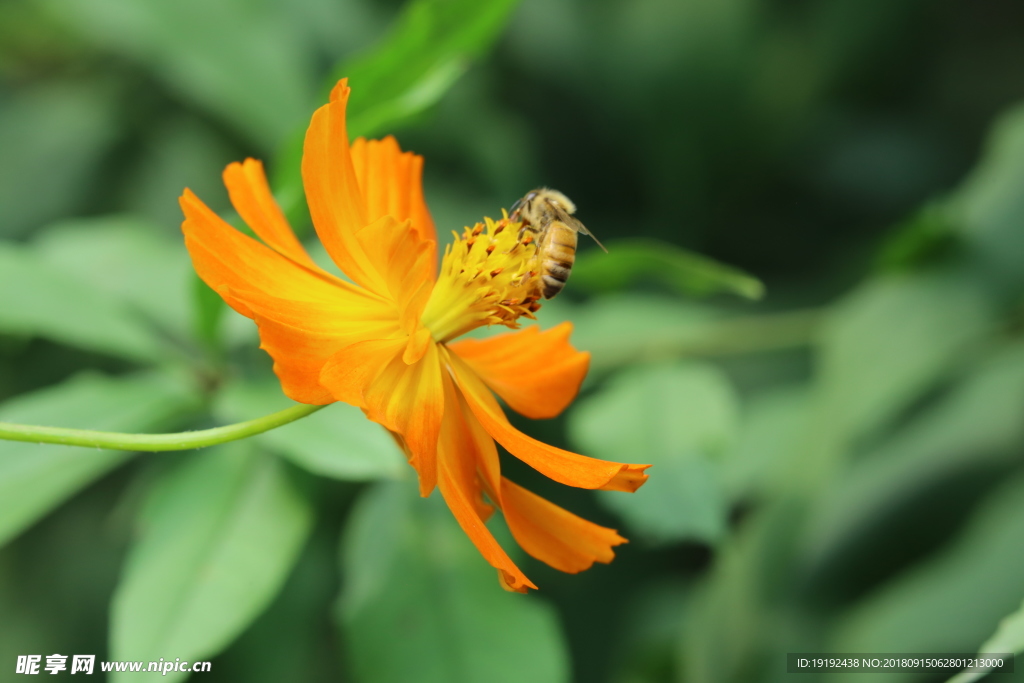 硫华菊