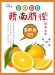 脐橙海报