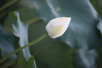 白色荷花