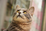 少爷 二胖 猫