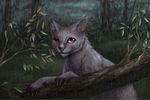 猫雨夜黑暗中的猫咪