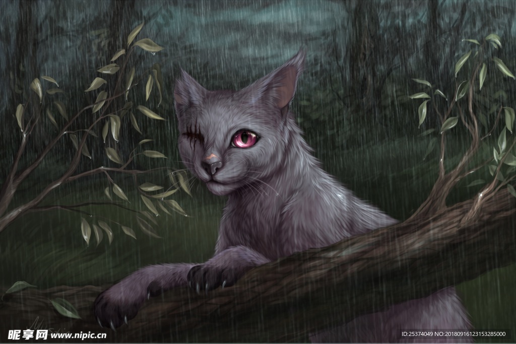 猫雨夜黑暗中的猫咪
