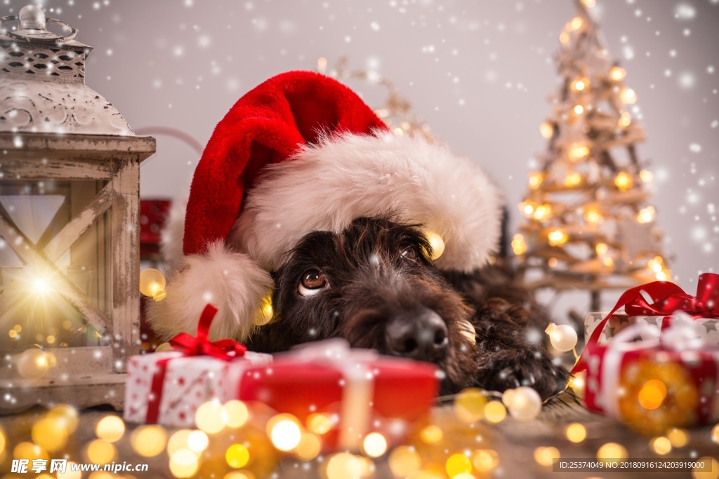狗狗 动物 摄影 圣诞 金色