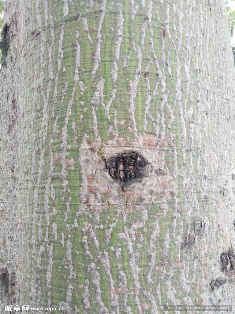 纹理 树皮 背景 木棉树