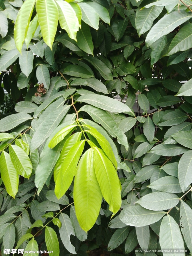 大叶子 植物 植物背景 野树果