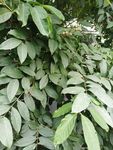 大叶子 植物 植物背景 野树果