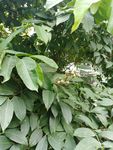 大叶子 植物 植物背景