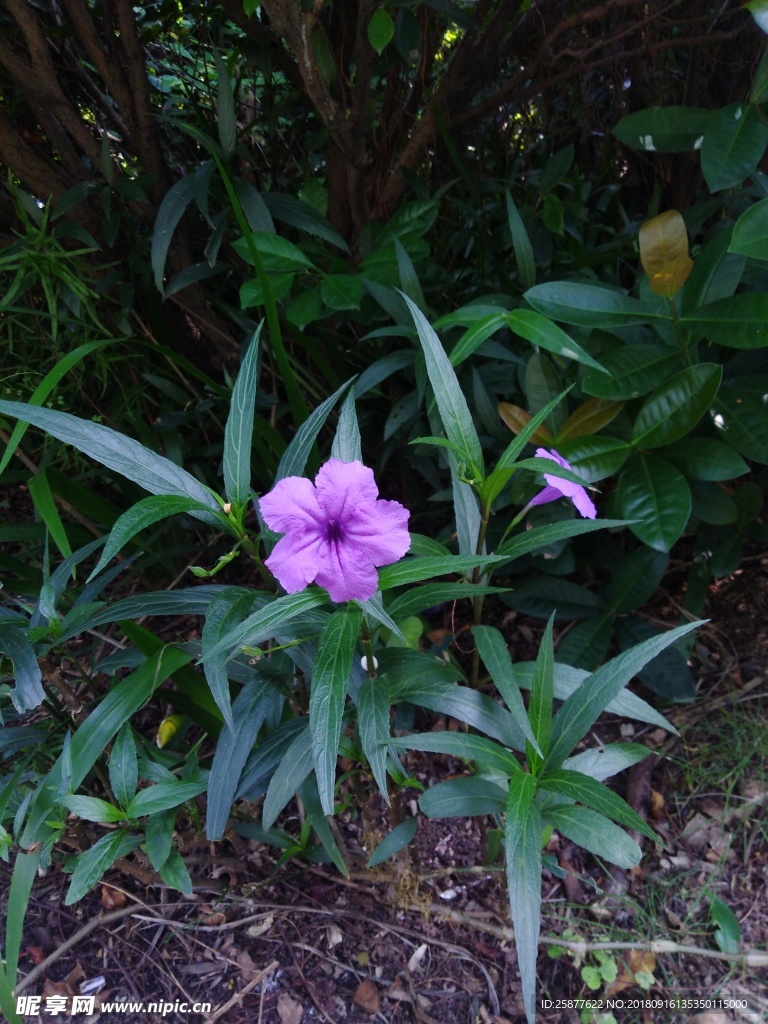 小驳骨 翠芦莉花 兰花草 蓝花