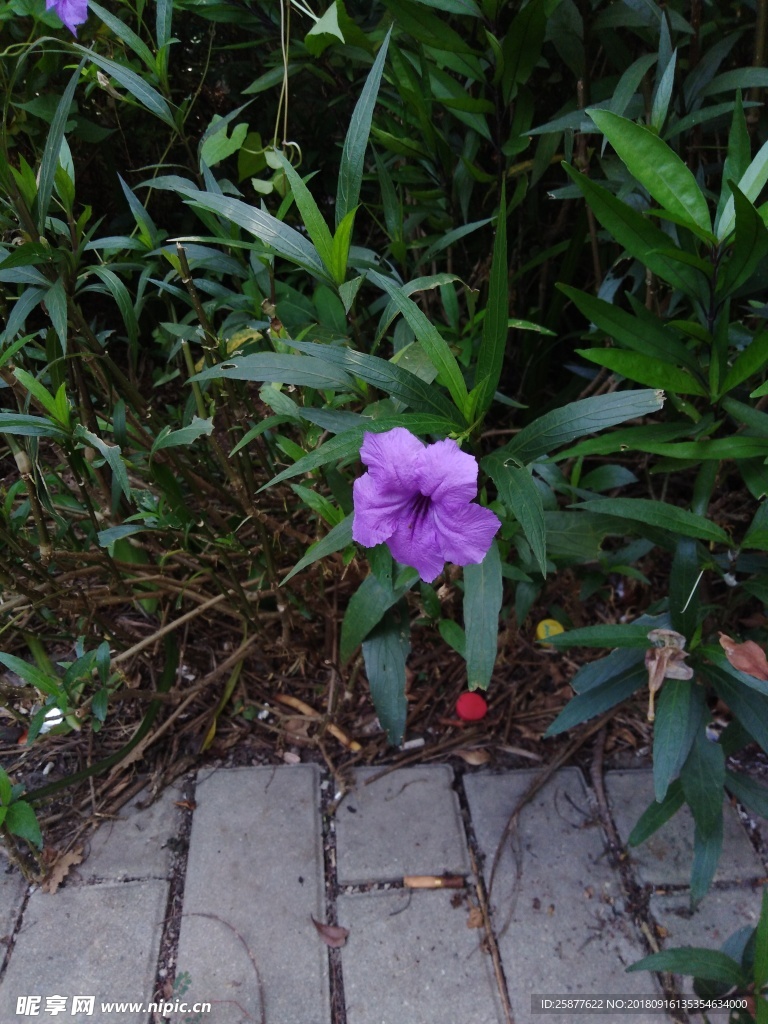 小驳骨 翠芦莉花 兰花草 蓝花