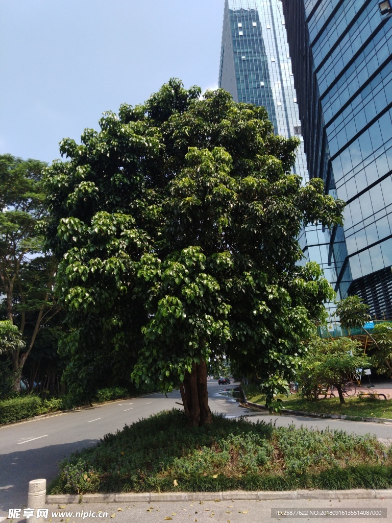 路边 荔树 道路旁 道路 树木