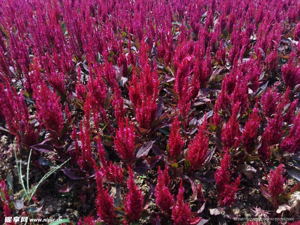 熏衣草 熏衣花 熏衣纹理 熏衣