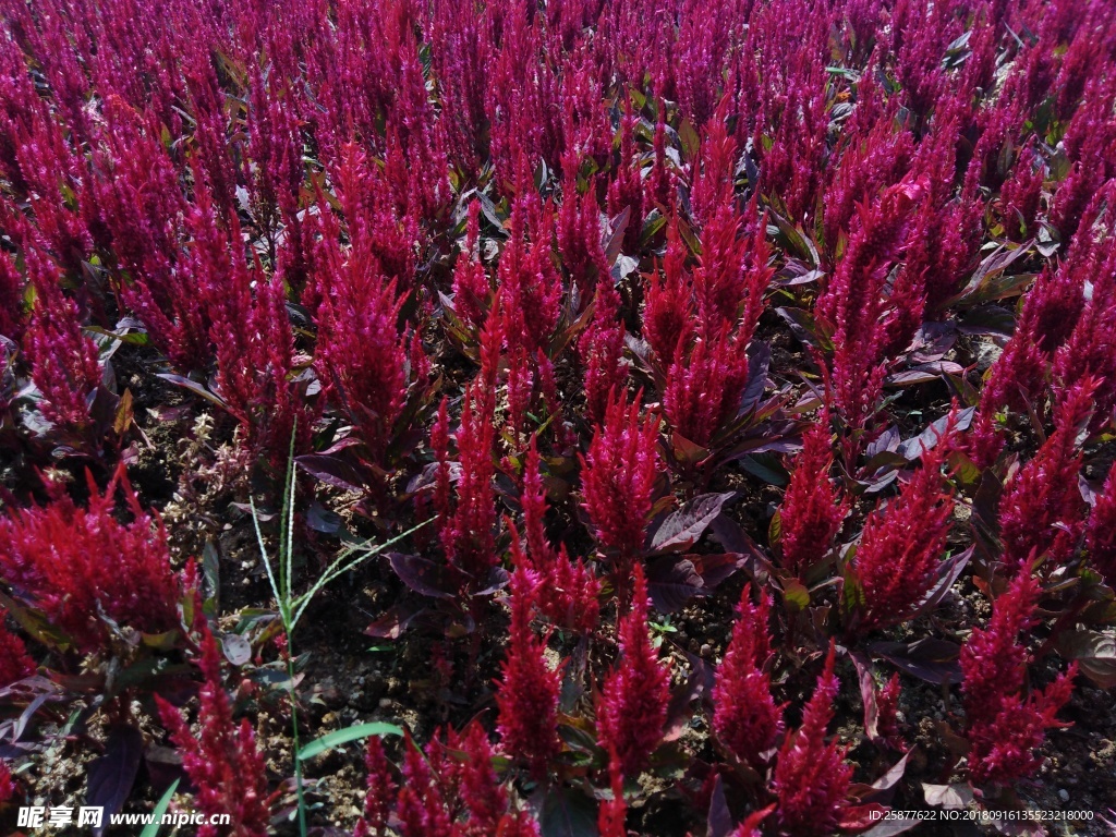 熏衣草 熏衣花 熏衣纹理 熏衣