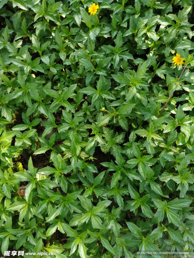 三裂叶蟛蜞菊 空心莲子草