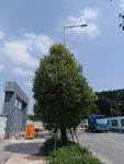 路边 樟树 道路旁