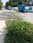 植物 道路边 路边 收垃圾 收