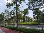 深圳 深圳湾 公园 南山区 市