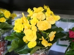 丽格海棠