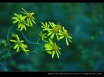 野菊花