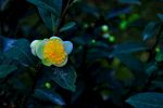 茶花