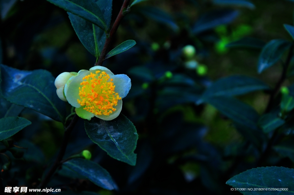 茶花