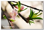 桃花特写
