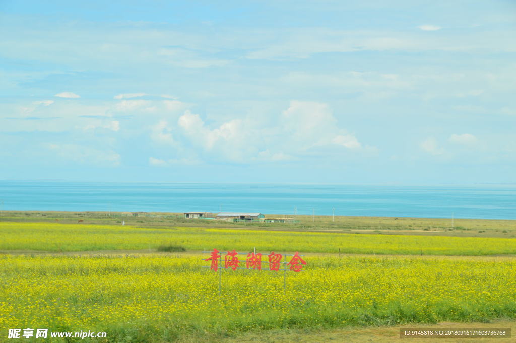 蓝天 花海 草坪  美景 青海