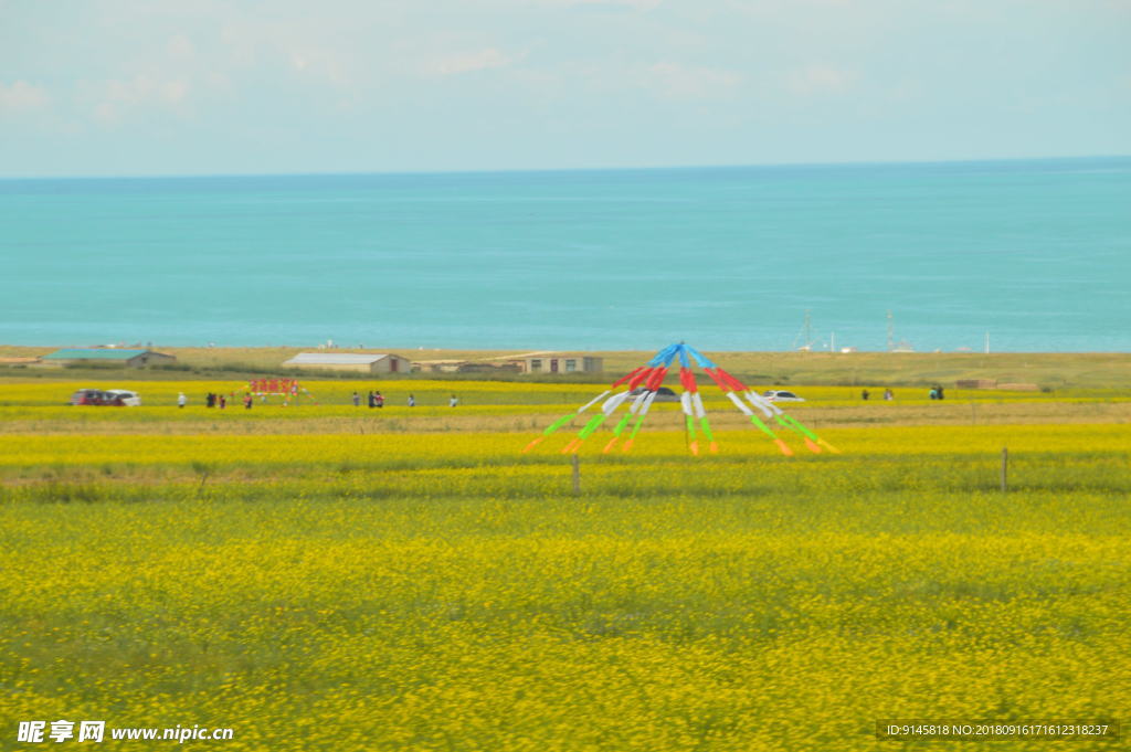 蓝天 花海 草坪  美景 青海