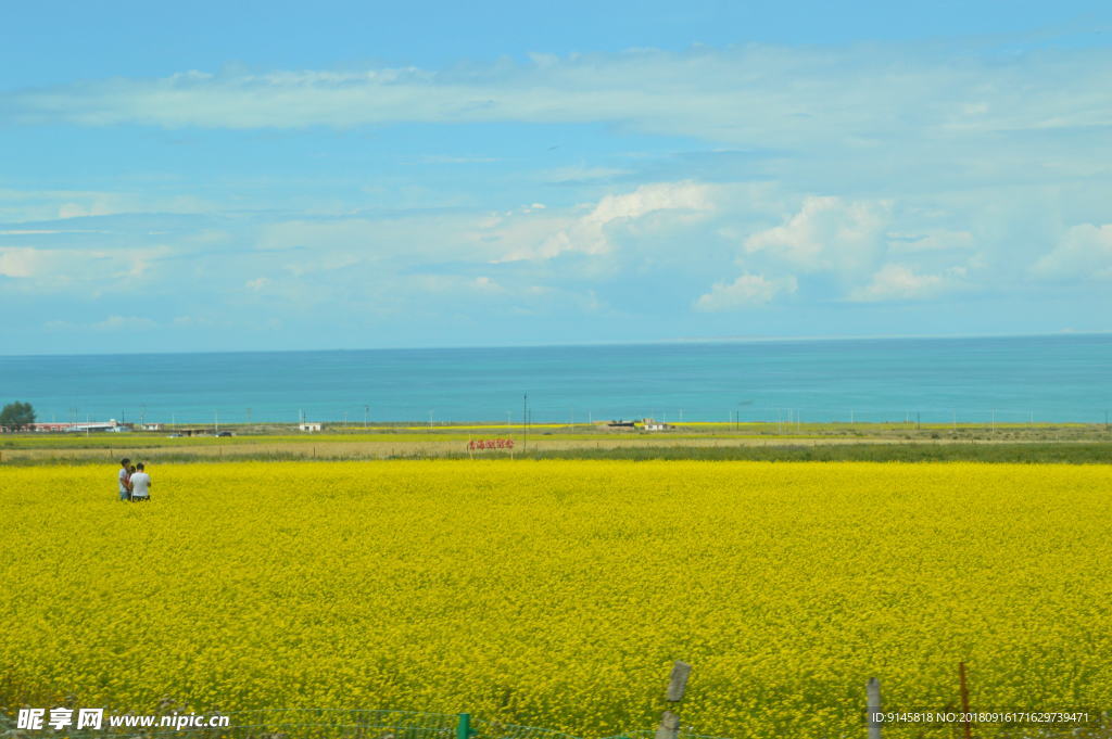 蓝天 花海 草坪  美景 青海