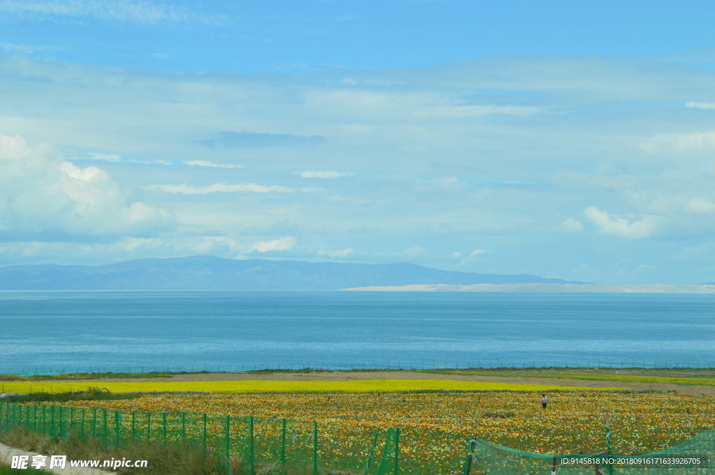 蓝天 花海 草坪  美景 青海