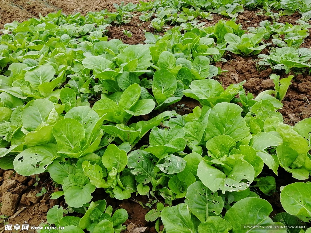 青菜 小青菜 小菜苗