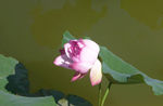 莲花