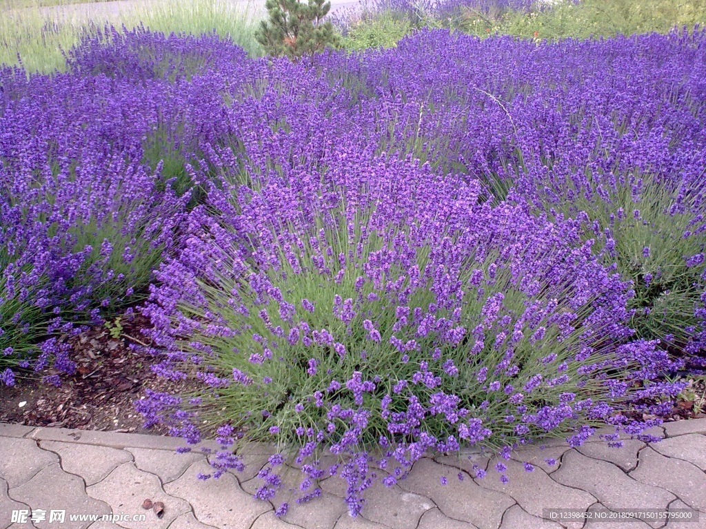 薰衣草