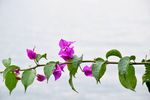 海边一枝花