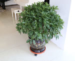 茉莉花