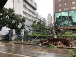 山竹 深圳 灾难 现场 树木