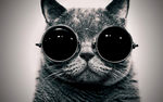 卡通猫