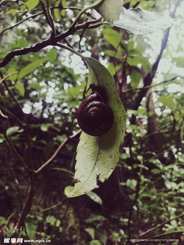 蜗牛