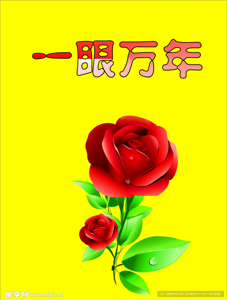 玫瑰