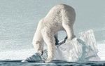 北极熊保护动物海报