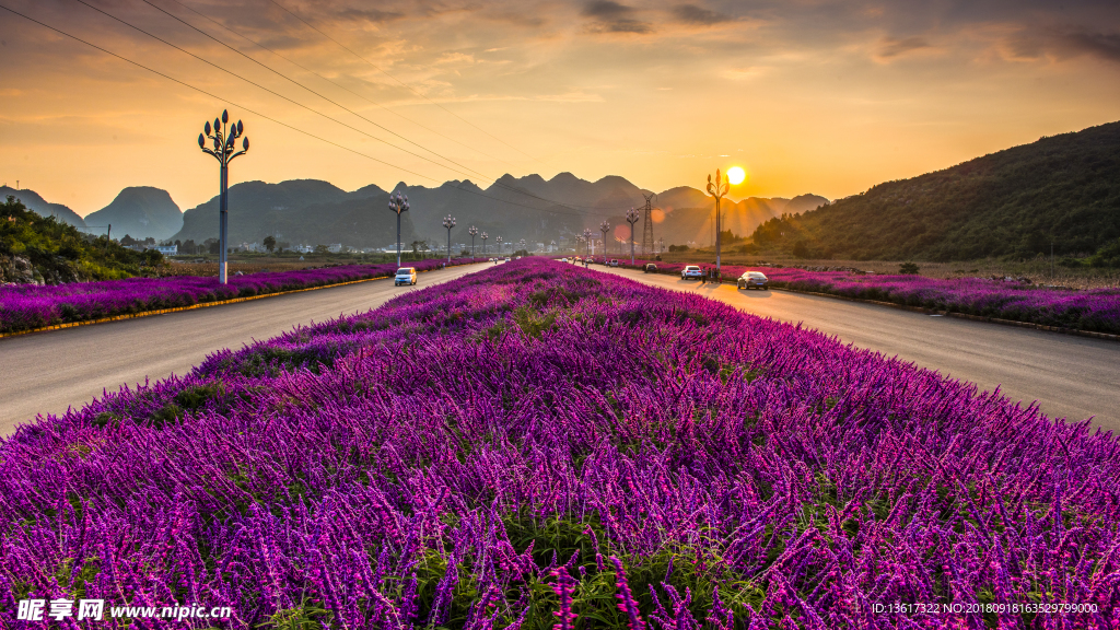 花 海