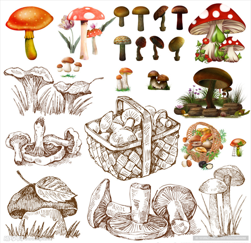 草丛中好看的野蘑菇高清壁纸下载-壁纸图片大全